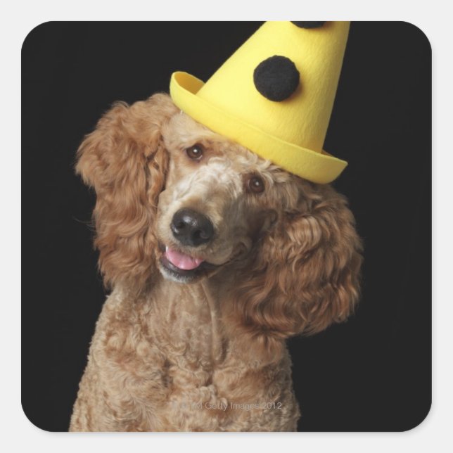 Golden Poodle Hund mit einem gelben Clownhut Quadratischer Aufkleber (Vorderseite)