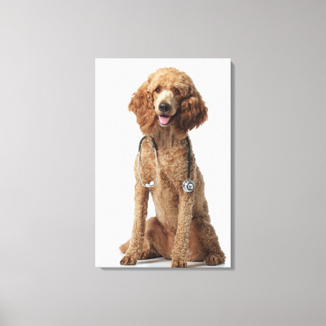 Golden Poodle Hund mit einem Stethoskop Leinwanddruck (Vorderseite)