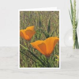 Golden Poppies - 2 Karte