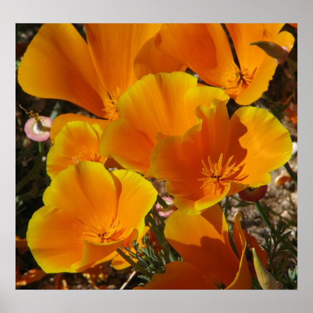 Golden Poppies Poster (Vorne)