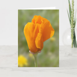 Golden Poppy Blume Karte