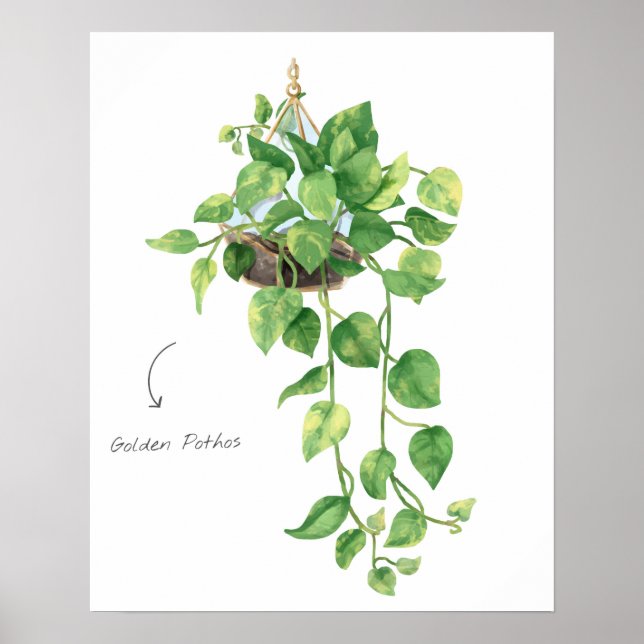 Golden Pothos Poster (Vorne)