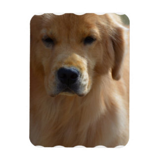 Golden Pup Magnet