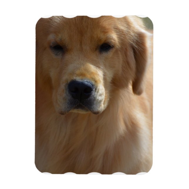 Golden Pup Magnet (Vertikal)