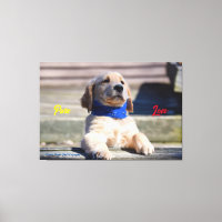 Golden Puppy mit Bandana - Canvas Print