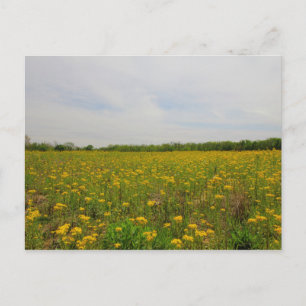 Golden Ragwort, Ohio Postkarte