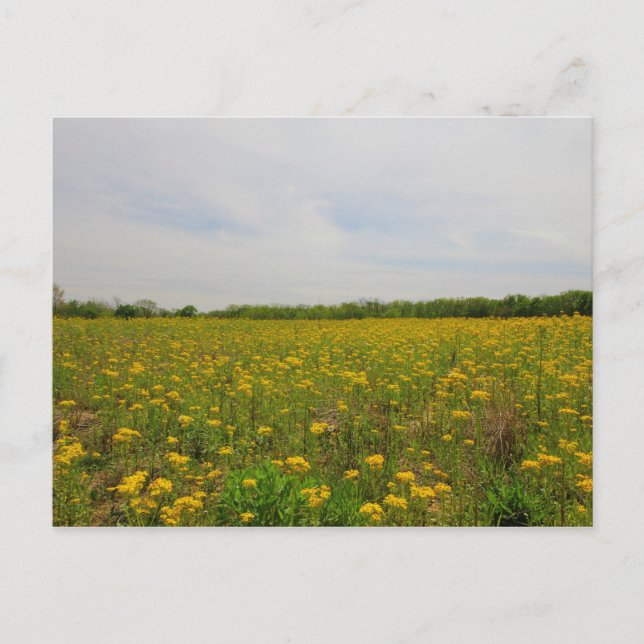 Golden Ragwort, Ohio Postkarte (Vorderseite)