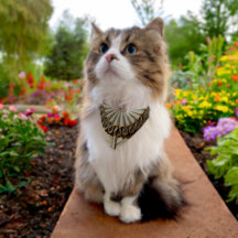 Golden Regal Pet Ruff für Niedliche Katzen und Hun