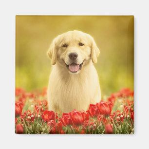 Golden Retirever in Roten Blume Magnet