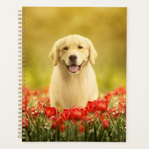 Golden Retirever in Roten Blume Planer