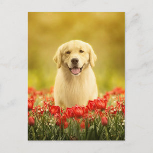 Golden Retirever in Roten Blume Postkarte
