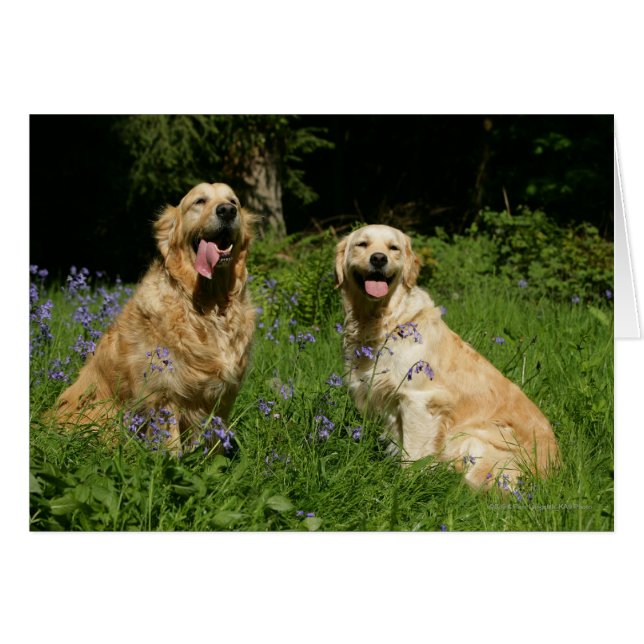 Golden Retreivers im Gras (Vorderseite (Horizontal))