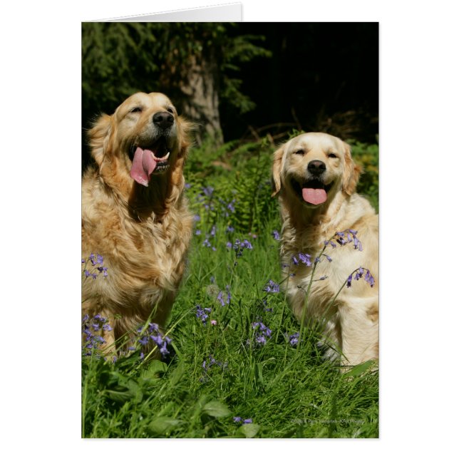 Golden Retreivers im Gras (Vorne)