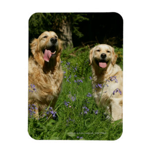 Golden Retreivers im Gras Magnet