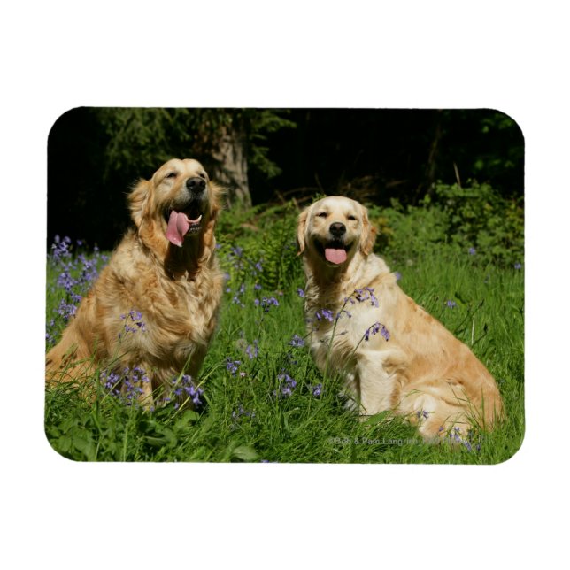 Golden Retreivers im Gras Magnet (Horizontal)