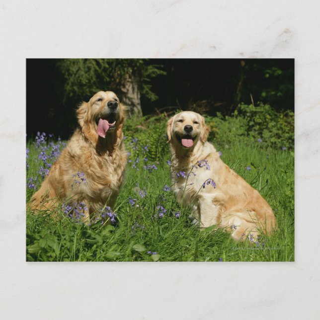 Golden Retreivers im Gras Postkarte (Vorderseite)
