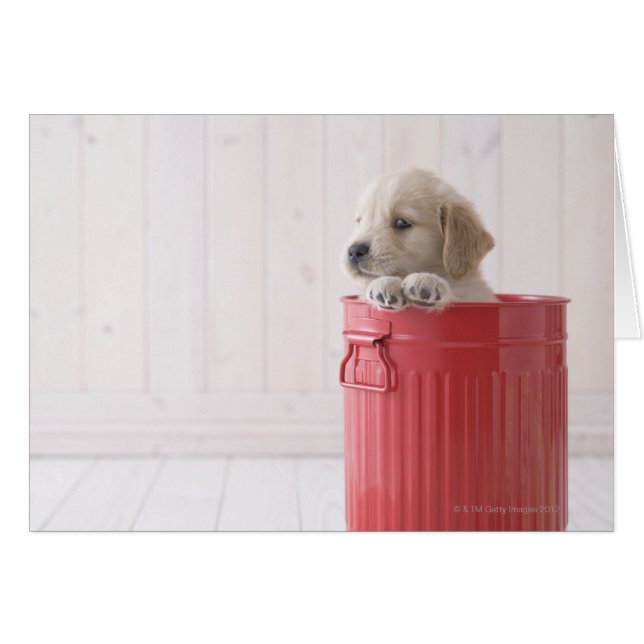 Golden Retriever (Vorderseite (Horizontal))