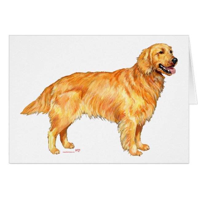 Golden Retriever (Vorderseite (Horizontal))