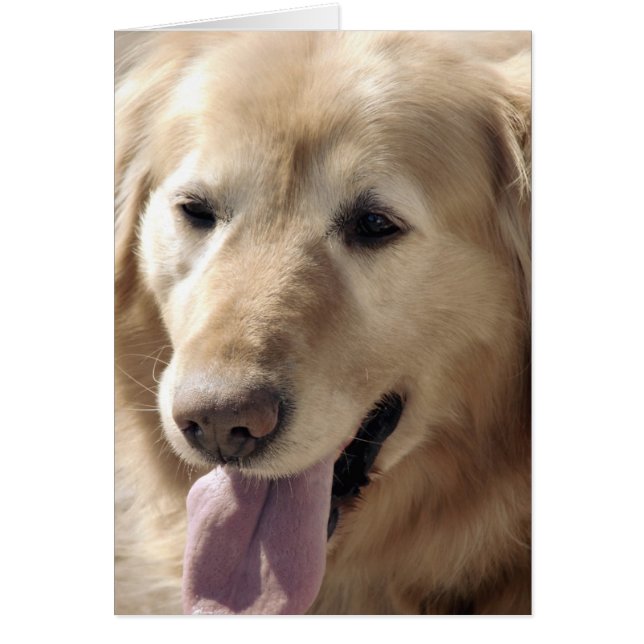 Golden Retriever (Vorne)