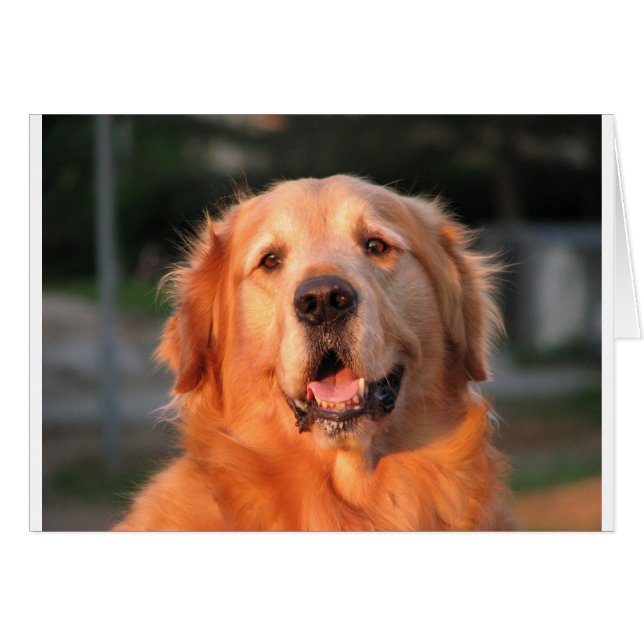 Golden Retriever (Vorderseite (Horizontal))