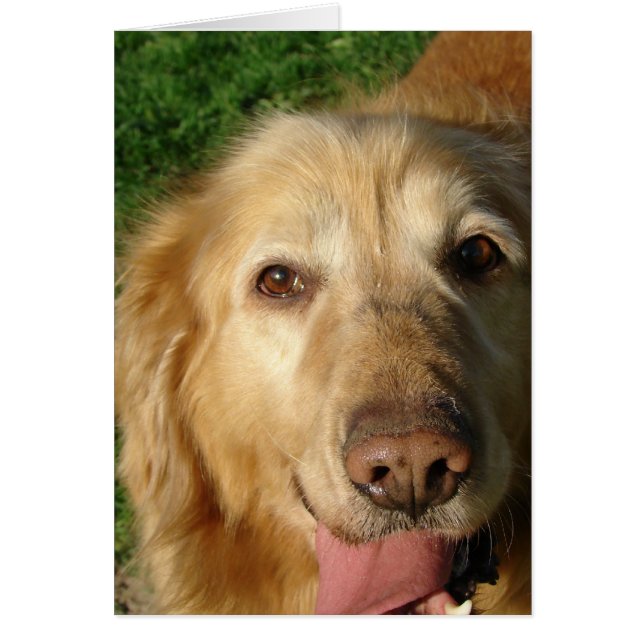 Golden Retriever (Vorne)