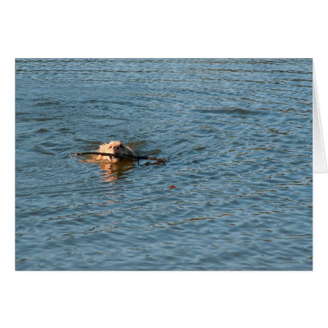 Golden Retriever (Vorderseite (Horizontal))