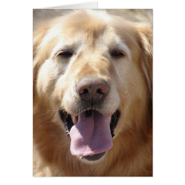 Golden Retriever (Vorne)
