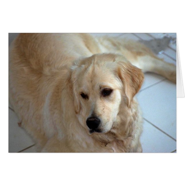 Golden Retriever (Vorderseite (Horizontal))