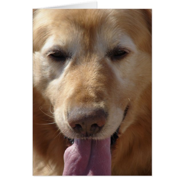 Golden Retriever (Vorne)