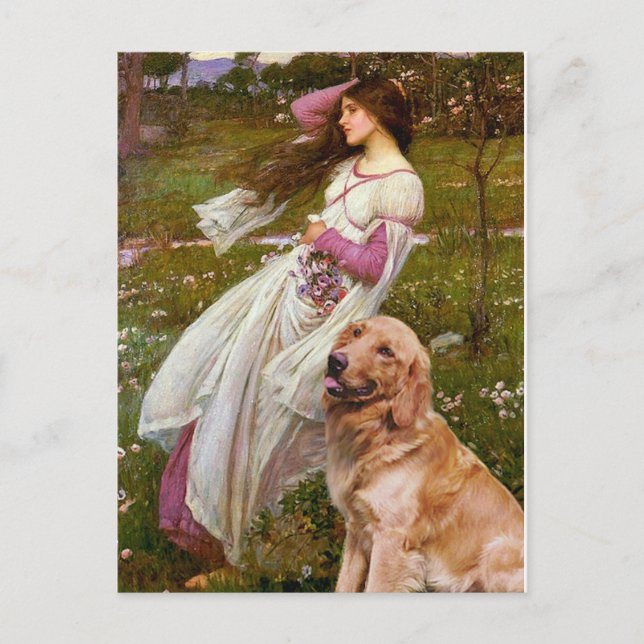 Golden Retriever 1 - Windblumen Postkarte (Vorderseite)