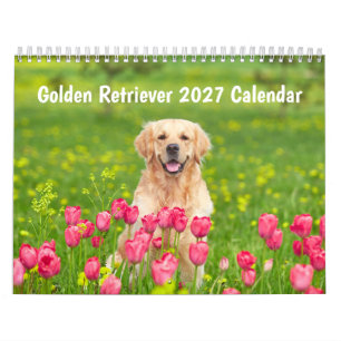 Golden Retriever 2027 Kalender