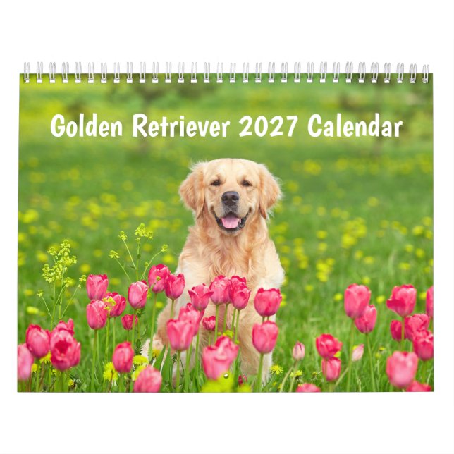 Golden Retriever 2027 Kalender (Titelbild)