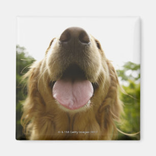 Golden retriever 5 magnet
