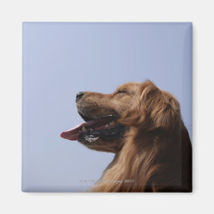 Golden retriever 6 magnet
