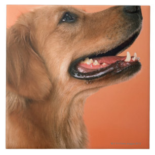 Golden retriever 7 fliese