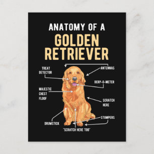 Golden Retriever Anatomy Funny Dog Postkarte