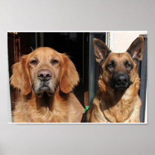 Golden Retriever and German Shepherd Poster
