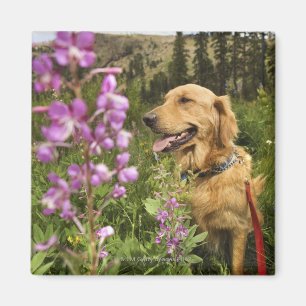 Golden retriever auf dem Gebiet Magnet