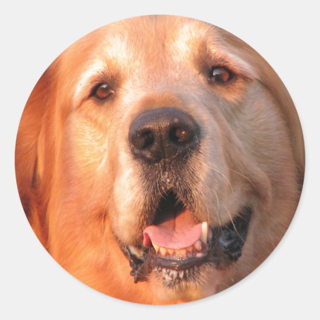 Golden Retriever Aufkleber (Vorderseite)
