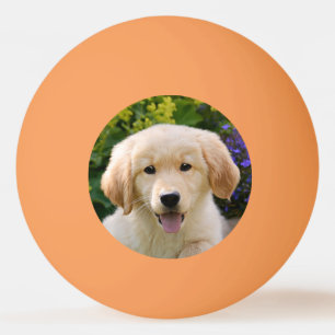 Golden Retriever Baby Doppy Welpe Foto Tischtennisball