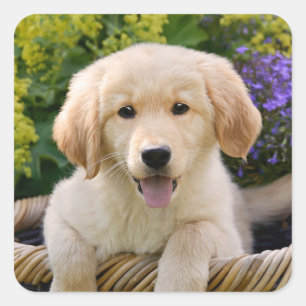Golden Retriever Baby Hund Welpe Funny Pet Foto — Quadratischer Aufkleber