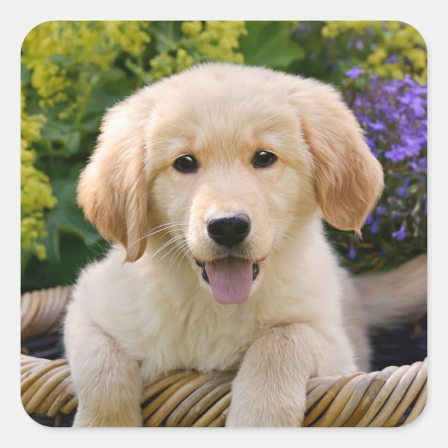 Golden Retriever Baby Hund Welpe Funny Pet Foto — Quadratischer Aufkleber (Vorderseite)