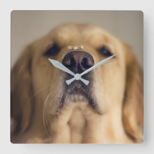 Golden Retriever Balancing Leckerei on Nose Quadratische Wanduhr