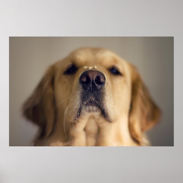 Golden Retriever Balancing Poster (Vorne)