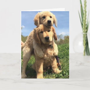 Golden Retriever Brothers Karte