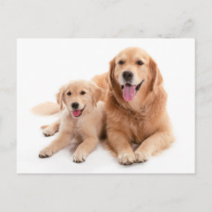Golden Retriever Buddies Postkarte