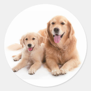 Golden Retriever Buddies Runder Aufkleber