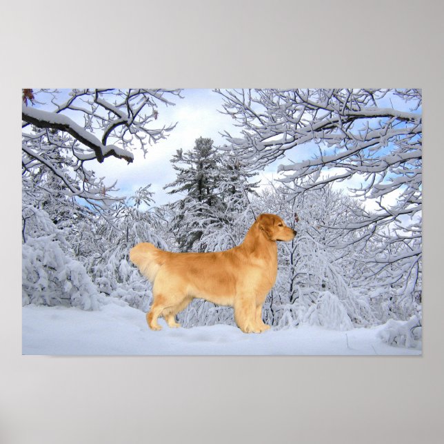 Golden Retriever Danny Boy Print Poster (Vorne)