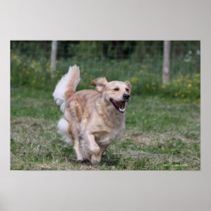 Golden retriever, das 1 laufen lässt poster