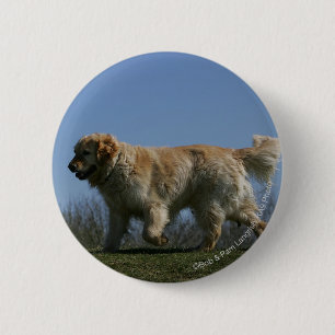 Golden retriever, das 3 laufen lässt button